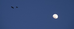 Geese5779