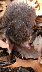 Mole5660