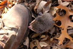 Mole5664