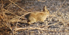 Rabbit5704