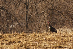 WildTurkey5694
