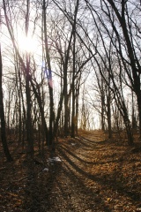 WoodpeckerTrail5672