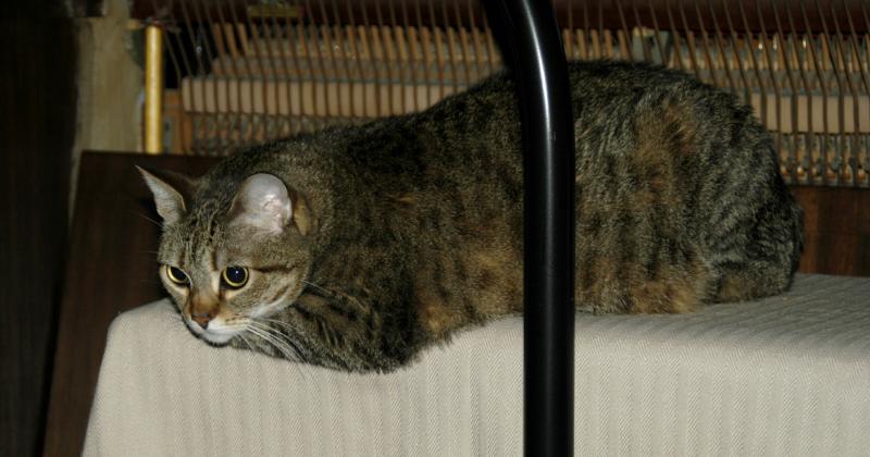 UnhappyCat