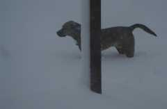 SnowSam