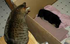 Tinkerbells.and.Sika