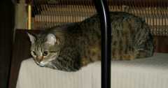 UnhappyCat