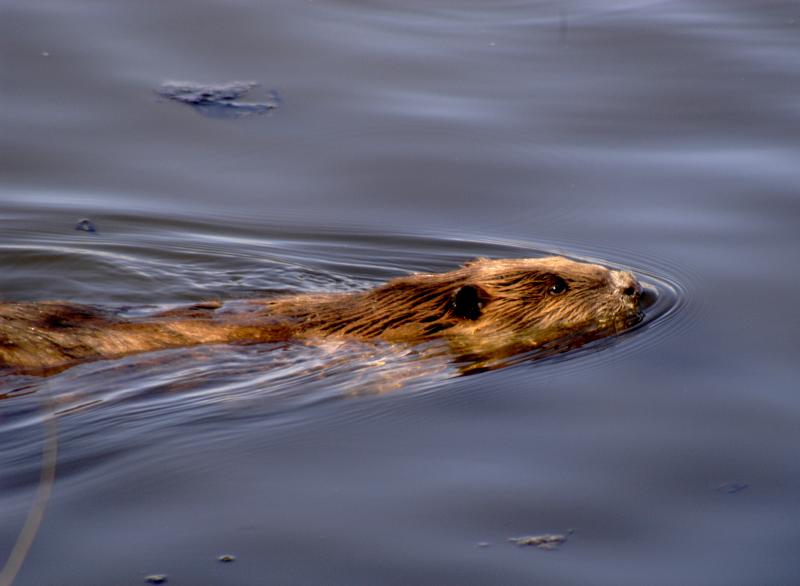 Beaver_5851