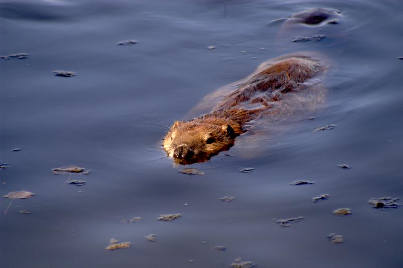 Beaver_5857