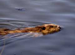 Beaver_5851