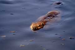 Beaver_5857