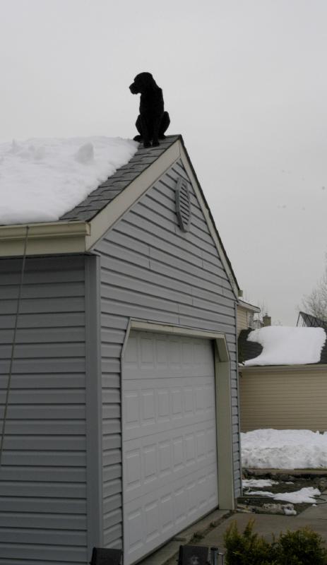 NeighborhoodWatchdog_6350
