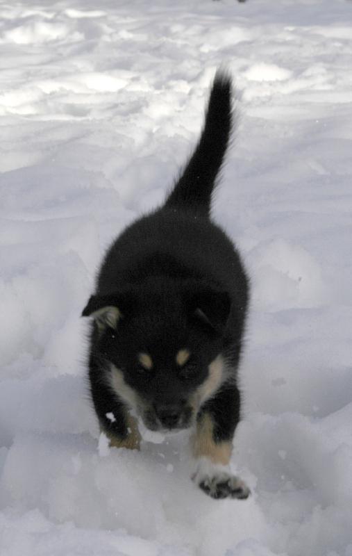 Sika_6381