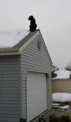 NeighborhoodWatchdog_6350