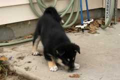 SikaStalk1_6335