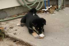 SikaStalk2_6336