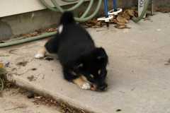 SikaStalk3_6337