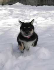 Sika_6379