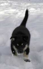Sika_6381