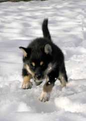 Sika_6386