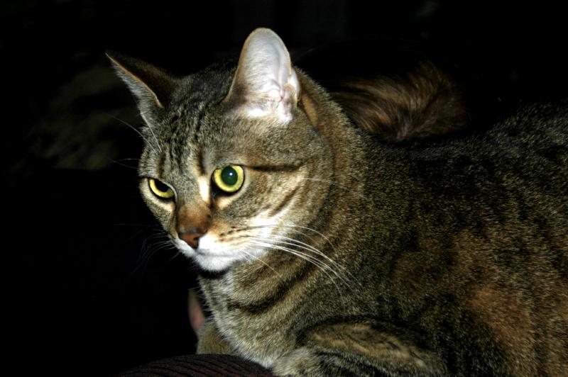 TinkerBells_6599