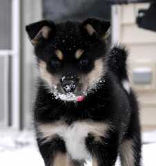 Sika_6458