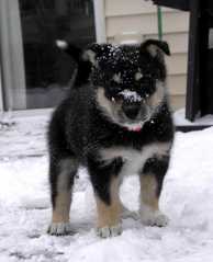 Sika_6477