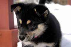 Sika_6511