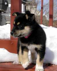 Sika_6519