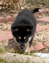Sika_6566