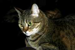 TinkerBells_6599