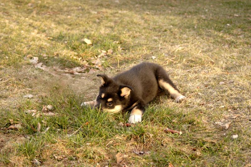 1Sika_6724