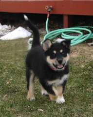 1Sika_6639