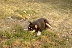 1Sika_6724