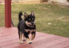 1Sika_6733