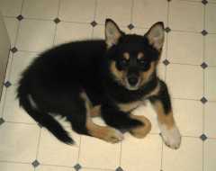 2Sika_6780