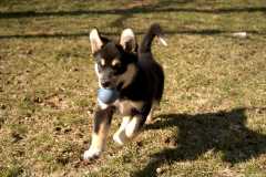 2Sika_6820