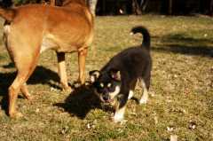 2Sika_6822