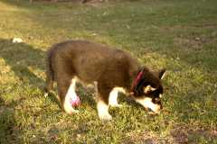 3Sika_7144