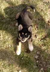 4Sika_7208