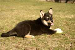 4Sika_7212ph