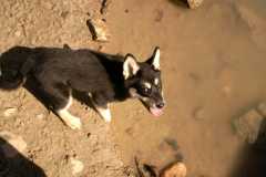 01Sika7406