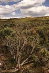 03Sagebrush8633