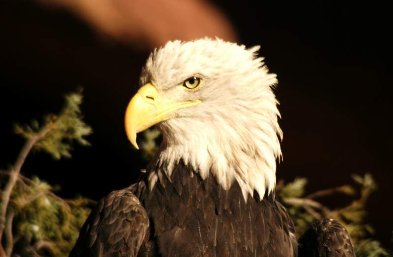 BaldEagle936