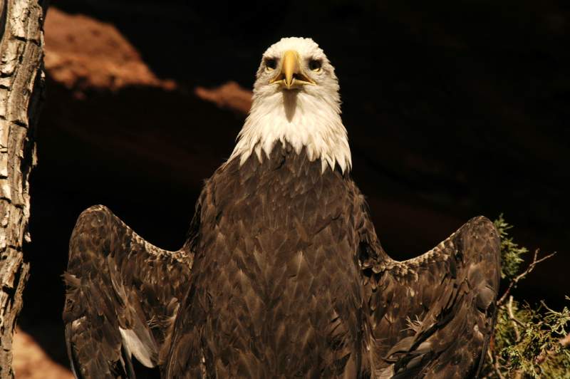 BaldEagle970
