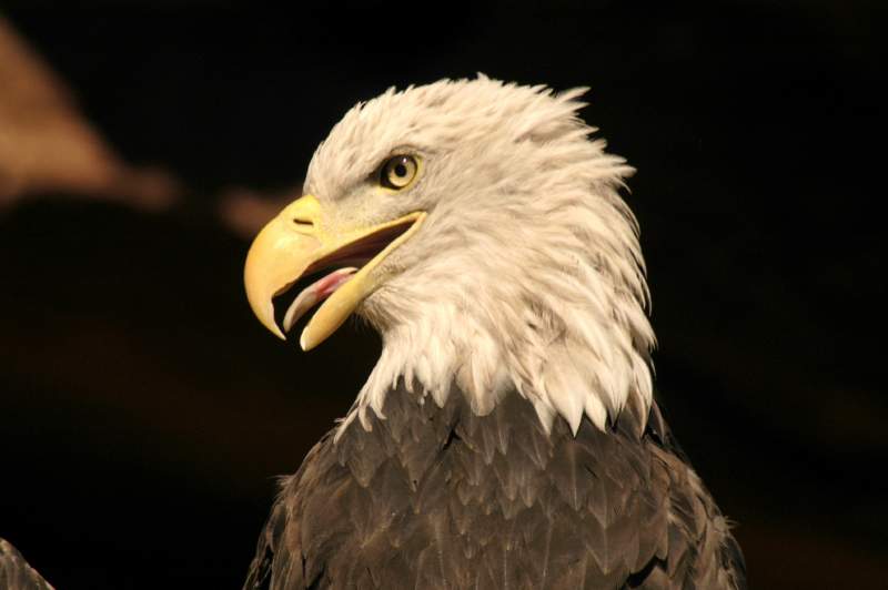 BaldEagle973