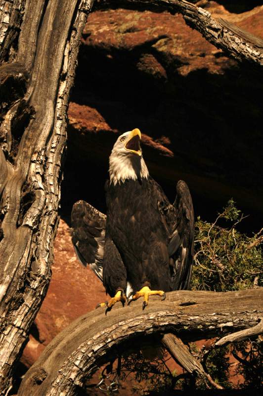 BaldEagle985
