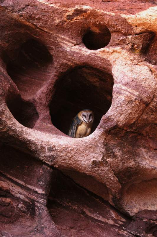 BarnOwl067