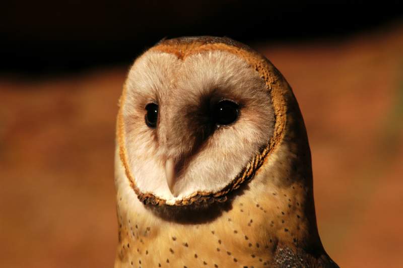 BarnOwl096