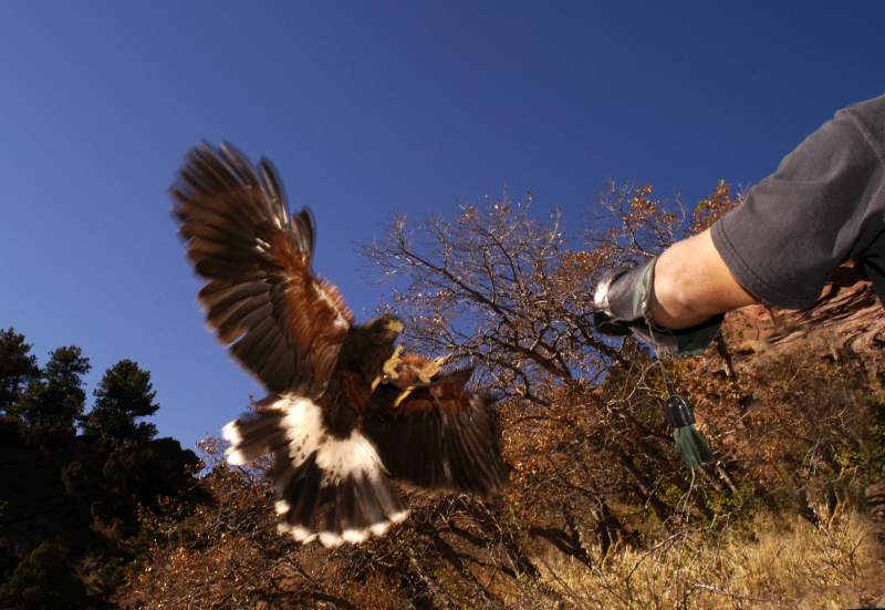 HarrisHawk1114