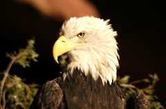 BaldEagle936
